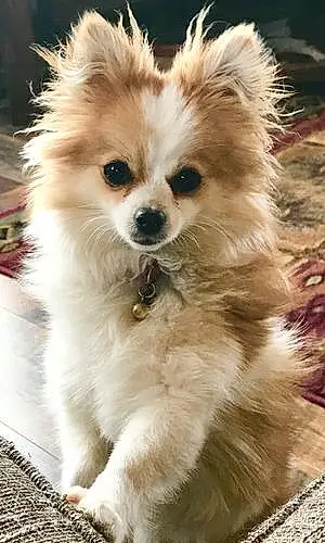 Name Pomeranian Dog Diva