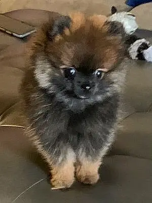 Pomeranian Dog Nico