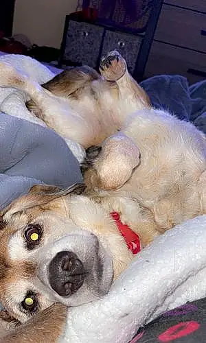 Beagle Dog Peabody