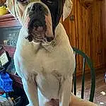 Dog, White, Dog breed, Carnivore, Bulldog, Working Animal, Fawn, Companion dog, Collar, Snout, Wrinkle, Dog Collar, Canidae, Chair, Whiskers, Molosser, Furry friends, Working Dog, Giant Dog Breed