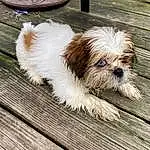 Dog, Dog breed, Liver, Carnivore, Companion dog, Fawn, Shih Tzu, Toy Dog, Wood, Snout, Terrier, Small Terrier, Working Animal, Hardwood, Shih-poo, Furry friends, Water Dog, Puppy love, Canidae
