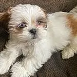 Dog, Carnivore, Dog breed, Shih Tzu, Companion dog, Fawn, Toy Dog, Shih-poo, Liver, Snout, Dog Supply, Small Terrier, Terrier, Whiskers, Furry friends, Canidae, Working Animal, Puppy love, Mal-shi
