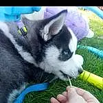 Dog, Dog breed, Green, Carnivore, Grass, Finger, Companion dog, Plant, Snout, Canidae, Terrestrial Animal, Electric Blue, Siberian Husky, Recreation, Foot, Furry friends, Paw, Fashion Accessory, Whiskers