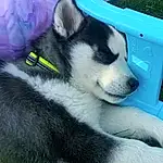 Dog, Green, Carnivore, Dog breed, Grass, Companion dog, Terrestrial Animal, Snout, Tail, Whiskers, Working Animal, Foot, Siberian Husky, Canidae, Working Dog, Paw, Furry friends, Herding Dog, Non-sporting Group, Sled Dog