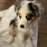 Dog, Dog breed, Carnivore, Whiskers, Companion dog, Herding Dog, Snout, Terrestrial Animal, Canidae, Furry friends, Collie, Working Animal, Working Dog, Miniature Australian Shepherd, Puppy, Toy Dog, Scotch Collie, Australian Shepherd, Ancient Dog Breeds