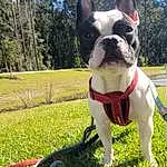 Plant, Dog, Sky, Bulldog, Dog breed, Tree, Carnivore, Cloud, Grass, Fawn, Companion dog, Collar, Dog Collar, Snout, Working Animal, Leisure, Boston Terrier, Whiskers, Tail