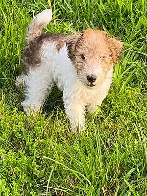 Wire Fox Terrier Dog Yeager
