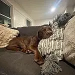 Brown, Dog, Comfort, Liver, Carnivore, Working Animal, Couch, Grey, Fawn, Window, Dog breed, Wood, Companion dog, Tints And Shades, Hardwood, Gun Dog, Living Room, Linens