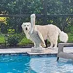 Water, Dog, Plant, Dog breed, Carnivore, Polar Bear, Swimming Pool, Tree, Companion dog, Leisure, Outdoor Furniture, Fence, Recreation, Grass, Canidae, Working Animal, Terrestrial Animal