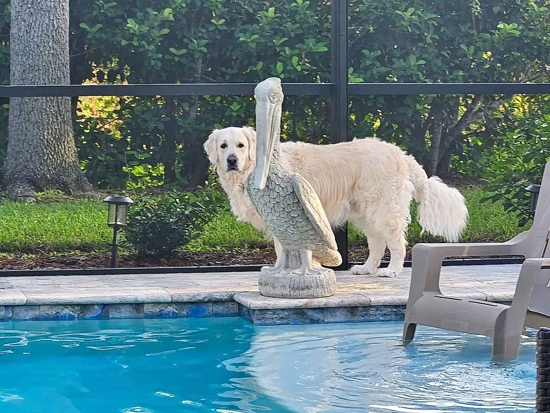 Water, Dog, Plant, Dog breed, Carnivore, Polar Bear, Swimming Pool, Tree, Companion dog, Leisure, Outdoor Furniture, Fence, Recreation, Grass, Canidae, Working Animal, Terrestrial Animal