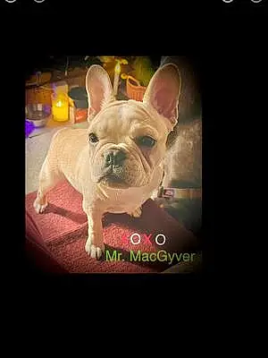 French Bulldog Dog Macgyer