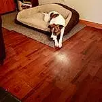 Brown, Dog, Comfort, Wood, Dog breed, Couch, Carnivore, Wood Stain, Fawn, Companion dog, Hardwood, Laminate Flooring, Plank, Rectangle, Varnish, Pet Supply, Wood Flooring, Plywood