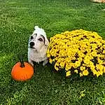 Flower, Dog, Plant, Dog breed, Carnivore, Grass, Companion dog, Petal, Groundcover, Lawn, Toy Dog, Shrub, Annual Plant, Ball, Canidae, Landscape, Garden, Pumpkin