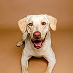 Dog, Carnivore, Dog breed, Ear, Fawn, Companion dog, Working Animal, Happy, Whiskers, Snout, Wood, Canidae, Retriever, Pet Supply, Paw, Circle, Terrestrial Animal, Portrait Photography, Furry friends