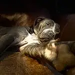 Dog breed, Carnivore, Whiskers, Dog, Fawn, Terrestrial Animal, Wrinkle, Wood, Snout, Comfort, Working Animal, Marine Mammal, Canidae, Felidae, Furry friends, Paw, Human Leg, Nap