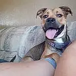 Dog, Dog breed, Carnivore, Jaw, Comfort, Fawn, Companion dog, Couch, Whiskers, Snout, Working Animal, Canidae, Wrinkle, Sitting, Puppy, Picture Frame, Non-sporting Group, Paw, Elbow