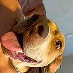 Dog, Dog breed, Jaw, Ear, Working Animal, Carnivore, Fawn, Whiskers, Companion dog, Snout, Liver, Wrinkle, Canidae, Terrestrial Animal, Nail, Fang, Non-sporting Group