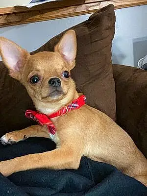 Name Chihuahua Dog Norman