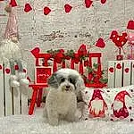 Dog, Carnivore, Decoration, Red, Companion dog, Dog breed, Toy Dog, Font, Event, Rectangle, Chair, Ornament, Dog Supply, Linens, Carmine, Furry friends, Room, Holiday, Rose