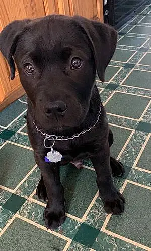 Name Labrador Retriever Dog Tonka
