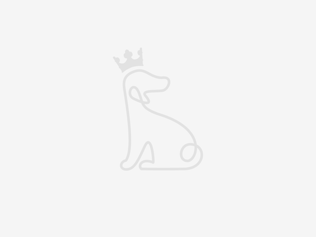 Dog, Dog breed, Carnivore, Companion dog, Toy Dog, Dog Supply, Gesture, Font, Happy, Event, Working Animal, Furry friends, Canidae, Fashion Accessory, Love, Art, Holiday, Petal, Non-sporting Group