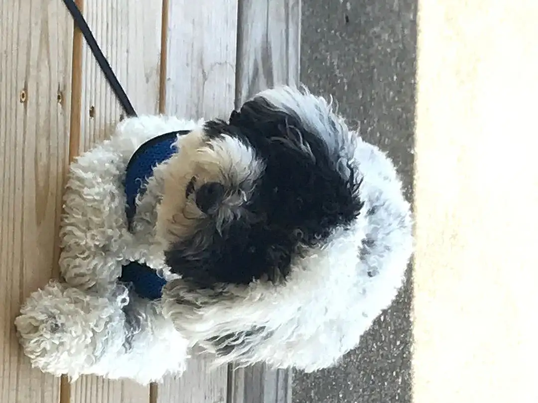 Dog, Dog breed, Carnivore, Companion dog, Toy Dog, Snout, Door, Working Animal, Dog Collar, Terrier, Pet Supply, Canidae, Dog Supply, Wood, Furry friends, Tail, Collar, Window, Small Terrier