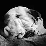 Dog, Dog breed, Jaw, Carnivore, Fawn, Comfort, Wrinkle, Whiskers, Companion dog, Terrestrial Animal, Snout, Black & White, Working Animal, Bored, Canidae, Darkness, Paw, Furry friends, Monochrome