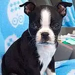 Dog, Carnivore, Working Animal, Boston Terrier, Dog breed, Fawn, Companion dog, Whiskers, Snout, Furry friends, Canidae, Toy Dog, Terrestrial Animal, Collar, Non-sporting Group, Comfort