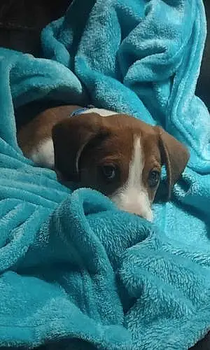 Name Beagle Dog Bowser