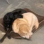 Dog, Carnivore, Fawn, Comfort, Dog breed, Companion dog, Working Animal, Road Surface, Liver, Pet Supply, Furry friends, Tail, Terrestrial Animal, Wood, Nap, Street dog, Puppy, Sleep