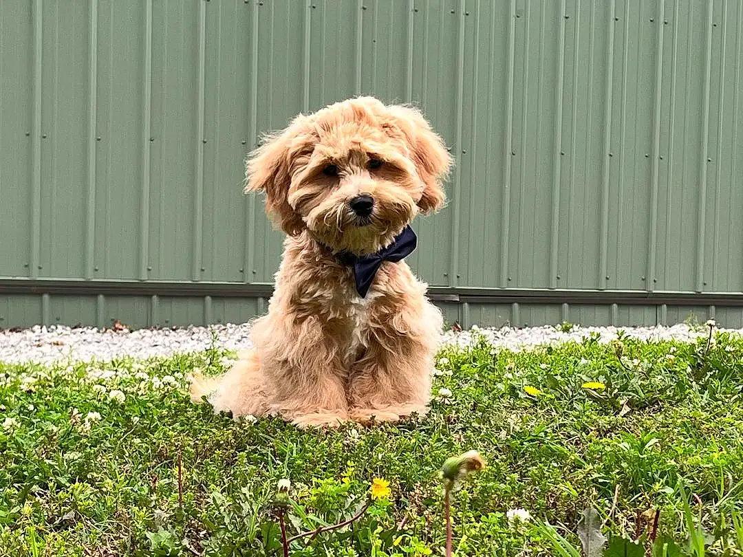 Plant, Dog, Flower, Carnivore, Liver, Dog breed, Grass, Fawn, Toy Dog, Companion dog, Water Dog, Snout, Working Animal, Small Terrier, Terrier, Canidae, Dog Collar, Shih Tzu, Furry friends, Dog Supply