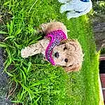 Dog, Plant, Carnivore, Dog breed, Grass, Companion dog, Fawn, Toy Dog, Dog Clothes, Groundcover, Toy, Snout, Terrier, Wood, Small Terrier, Tree, Trunk, Canidae, Cockapoo