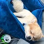 Dog, White, Blue, Carnivore, Dog breed, Comfort, Fawn, Companion dog, Snout, Electric Blue, Steering Wheel, Personal Luxury Car, Car Seat, Furry friends, Family Car, Working Animal, Canidae, Vehicle Door, Windshield