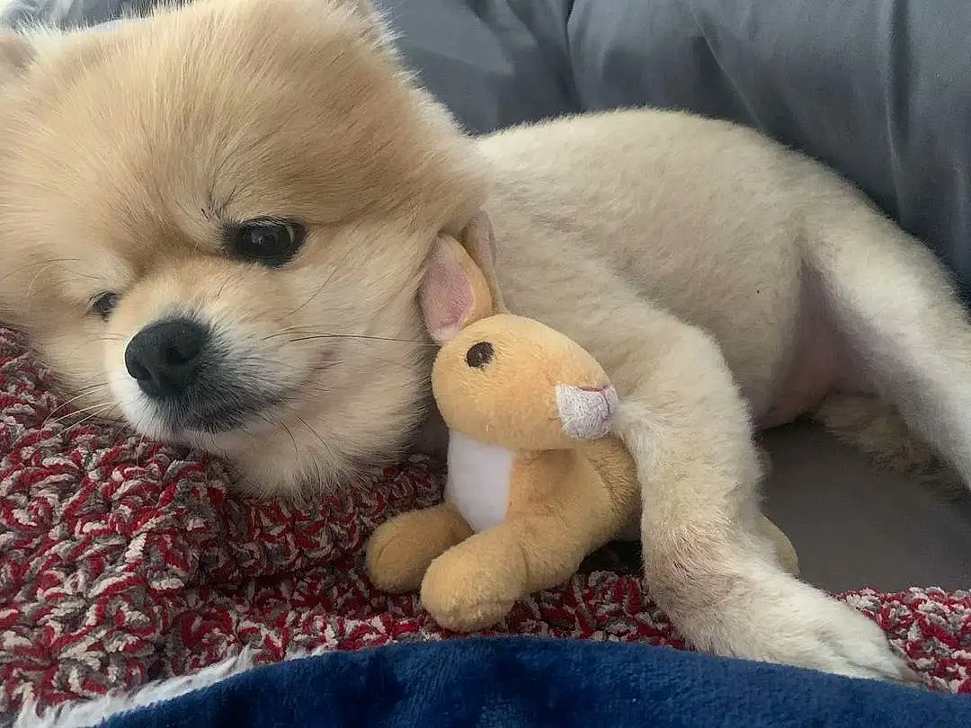 Dog, Carnivore, Fawn, Dog breed, Companion dog, Comfort, Working Animal, Snout, Toy, Terrestrial Animal, Whiskers, Toy Dog, Furry friends, Stuffed Toy, Canidae, Tail, Paw, Corgi-chihuahua, Puppy