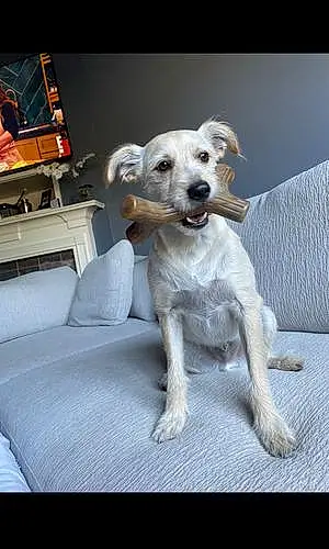 Name Toy Fox Terrier Dog Gizmo
