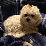Dog, Eyes, Carnivore, Dog breed, Water Dog, Companion dog, Toy Dog, Working Animal, Shih-poo, Snout, Terrier, Poodle, Chair, Puppy love, Small Terrier, Labradoodle, Canidae, Furry friends, Poodle Crossbreed