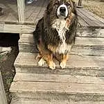 Dog, Dog breed, Carnivore, Wood, Companion dog, Plant, Herding Dog, Snout, Tree, Terrier, Furry friends, Canidae, Scotch Collie, Hardwood, Small Terrier, Working Dog, Terrestrial Animal, Road Surface