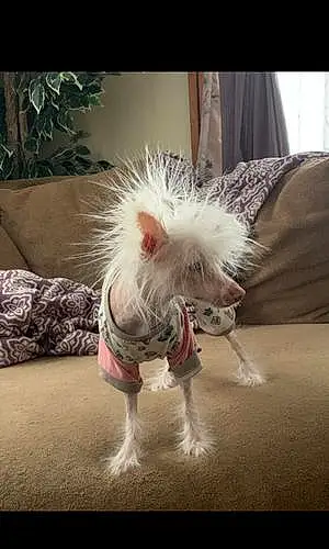 Chinese Crested Dog Nudie