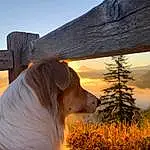 Sky, Dog, Plant, Carnivore, Wood, Sunlight, Cloud, Grass, Fawn, Tree, Morning, Dog breed, Shade, Tints And Shades, Companion dog, Landscape, Mountain, Sunrise, People In Nature