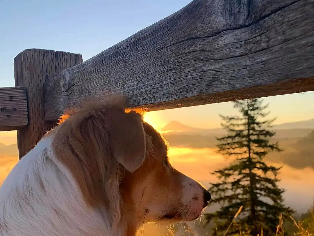 Sky, Dog, Plant, Carnivore, Wood, Sunlight, Cloud, Grass, Fawn, Tree, Morning, Dog breed, Shade, Tints And Shades, Companion dog, Landscape, Mountain, Sunrise, People In Nature