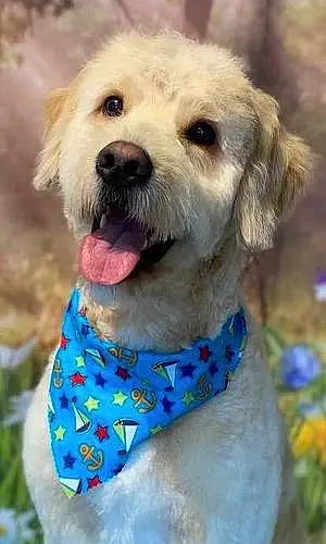 Name Goldendoodle Dog Happy