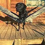 Dog, Wood, Plant, Carnivore, Chair, Dog breed, Gun Dog, Plank, Tints And Shades, Companion dog, Hardwood, Working Animal, Liver, Metal, Lumber, Tail, Wood Stain, Outdoor Furniture