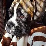 Head, Dog, Dog breed, Carnivore, Ear, Fawn, Companion dog, Working Animal, Whiskers, Snout, Boxer, Bored, Furry friends, Collar, Liver, Canidae, Dog Collar, Wrinkle, Puppy