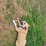 Dog, Plant, People In Nature, Carnivore, Dog breed, Gesture, Happy, Grass, Fawn, Companion dog, Grassland, Meadow, Foot, Human Leg, Thumb, Toy, Tail, Leisure, Barefoot