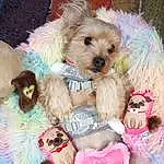 Dog Supply, Dog, Dog breed, Dog Clothes, Carnivore, Toy, Pink, Companion dog, Fawn, Toy Dog, Pet Supply, Sunglasses, Snout, Stuffed Toy, Small Terrier, Furry friends, Canidae, Working Animal, Natural Material