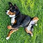 Dog, Carnivore, Companion dog, Dog breed, Grass, Snout, Plant, Tail, Hound, Canidae, Sharing, Working Dog, Terrestrial Animal, Hunting Dog