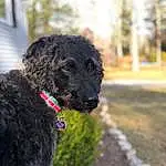 Dog, Water Dog, Carnivore, Dog breed, Collar, Companion dog, Snout, Working Animal, Grass, Terrier, Poodle, Canidae, Dog Collar, Furry friends, Working Dog, Tree, Tail, Shrub, Giant Dog Breed, Soil