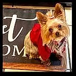 Dog, Dog breed, Carnivore, Dog Supply, Liver, Companion dog, Fawn, Snout, Toy Dog, Font, Rectangle, Pet Supply, Working Animal, Picture Frame, Furry friends, Yorkshire Terrier, Event, Wood, Canidae