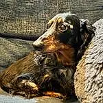 Dog, Dog breed, Carnivore, Working Animal, Fawn, Companion dog, Terrestrial Animal, Snout, Liver, Canidae, Furry friends, Working Dog, Wood, Spaniel, Hunting Dog