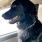 Dog, Carnivore, Dog breed, Whiskers, Companion dog, Tints And Shades, Snout, Dog Collar, Canidae, Border Collie, Furry friends, Windshield, Collar, Automotive Mirror, Borador, Vehicle Door, Working Dog, Automotive Lighting, Gun Dog